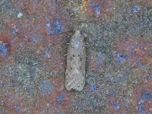 Réf. 359 475 : Bryotropha sp.